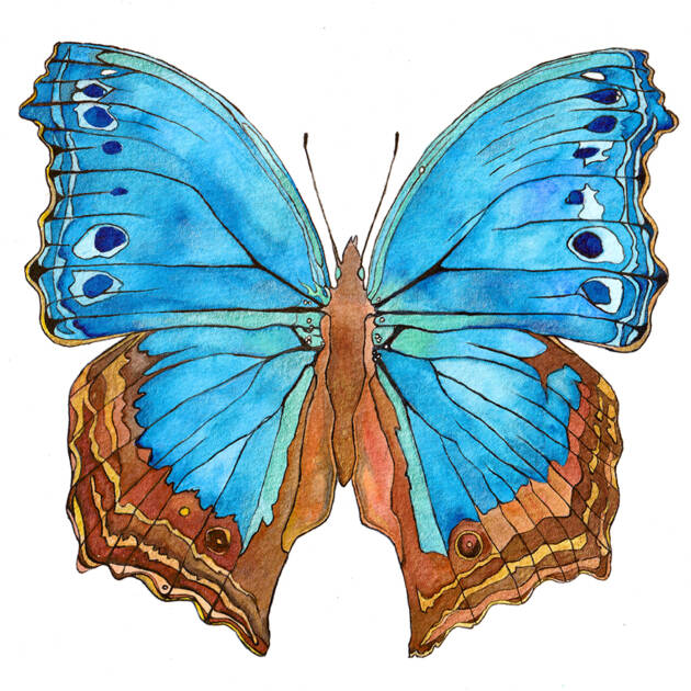 Butterfly - Blue Temora