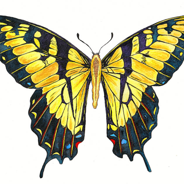 Butterfly - Yellow Swallowtail